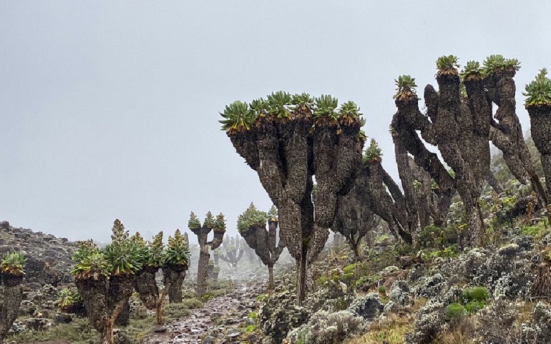  KILIMANJARO ECOLOGICAL ZONES