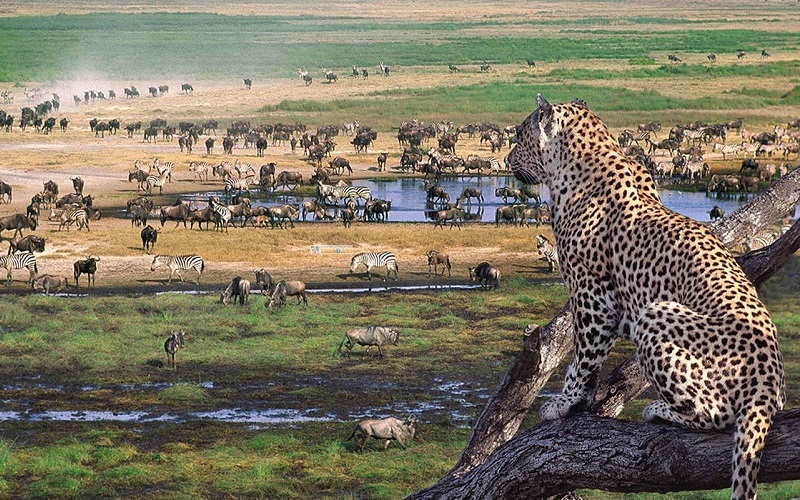 Tanzania Wildlife safari