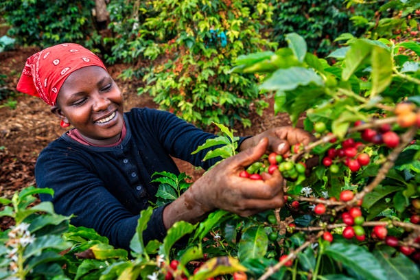 Coffe plantation