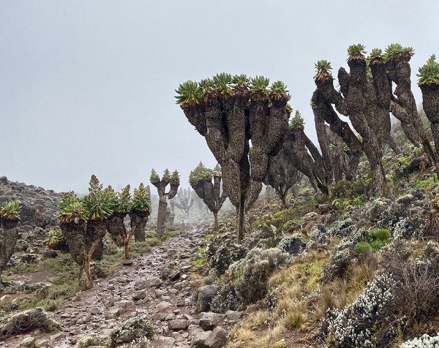 KILIMANJARO ECOLOGICAL ZONES