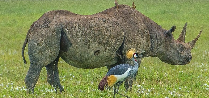 ngorongoro crater safari