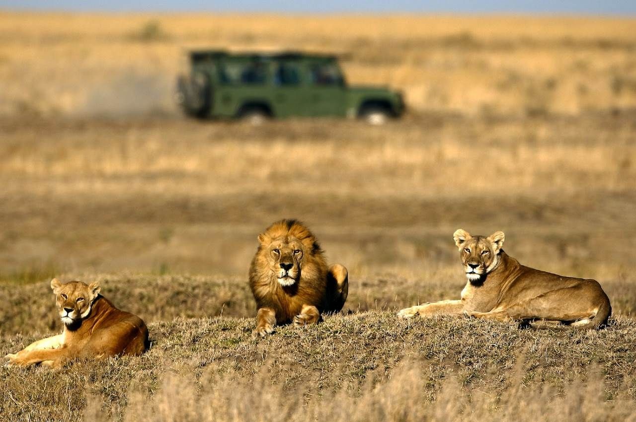 TANZANIA WILDLIFE SAFARIS