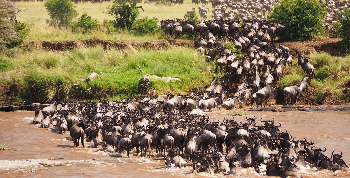 serengeti safari