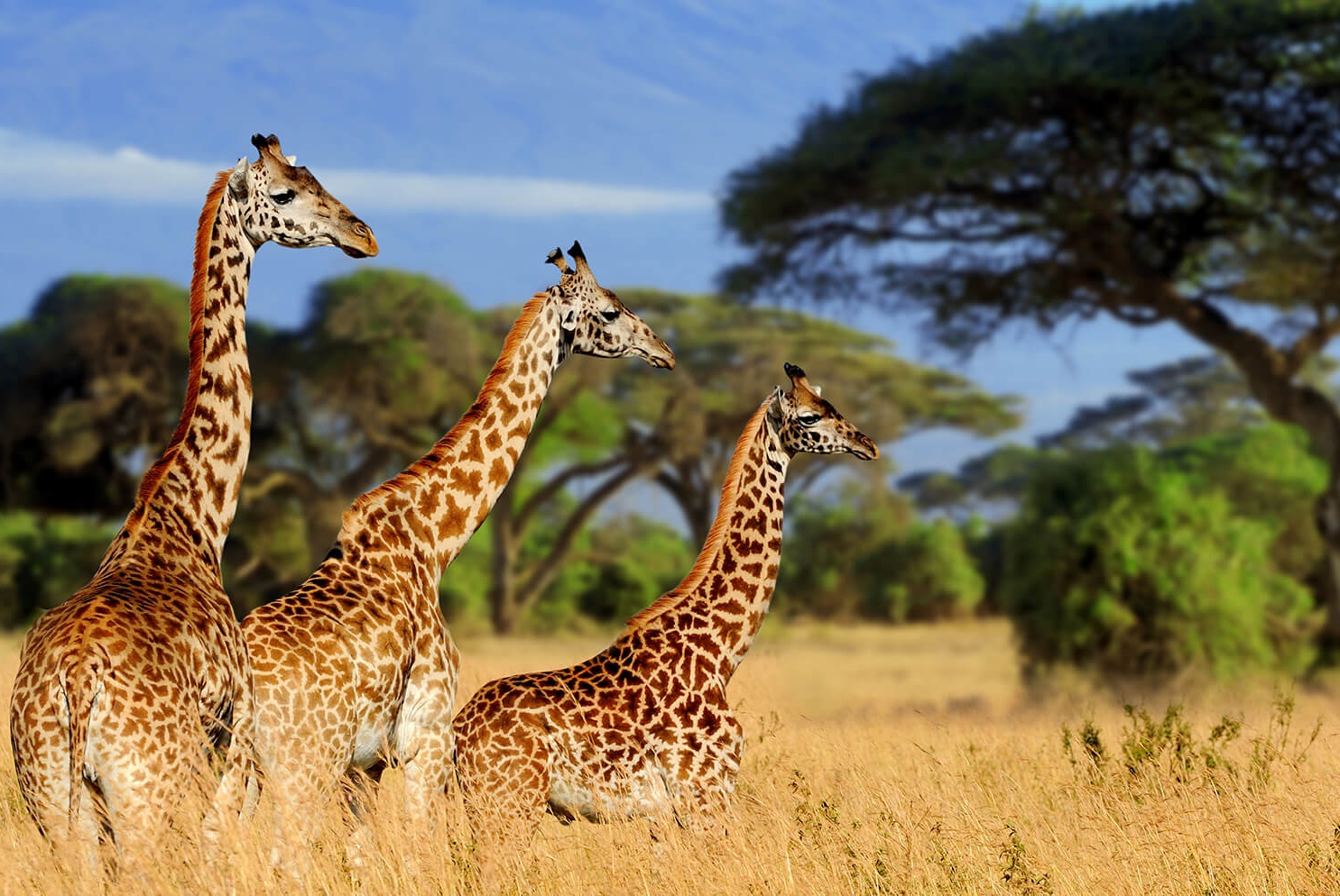 TARANGIRE NATIONAL PARK